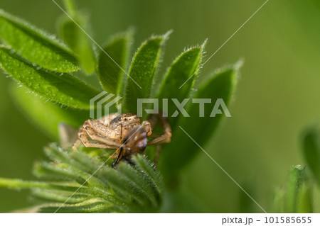 昆虫を捕食するヤミイロカニグモ(メス) 昆虫を捕食するヤミイロカニグモ(メス) 101585655