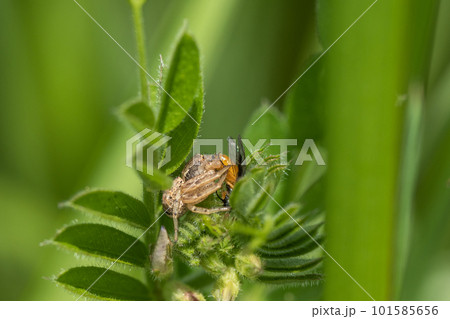 昆虫を捕食するヤミイロカニグモ（メス） 101585656