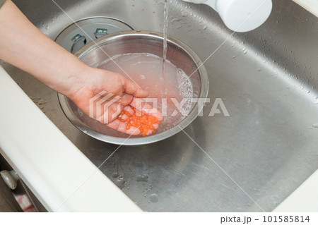 【イクラの醤油漬けを作るために、ほぐした生イクラをすすぐ】 【イクラの醤油漬けを作るために、ほぐした生イクラをすすぐ】 101585814