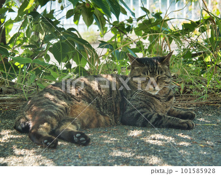 木陰でお昼寝のキジトラ猫 101585928