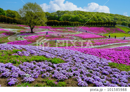 芝桜が咲き誇る丘 芝桜が咲き誇る丘 101585988