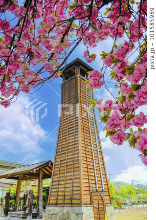 八重桜と火の見櫓(縦) 八重桜と火の見櫓(縦) 101585989