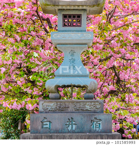 八重桜と石灯籠(1:1) 八重桜と石灯籠(1:1) 101585993