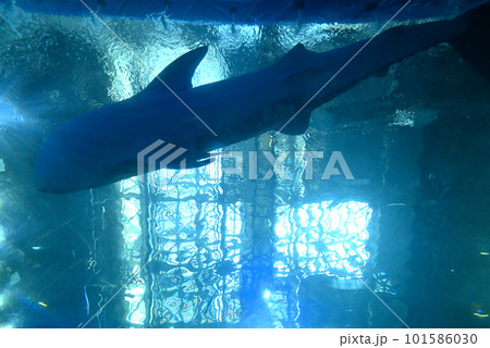 美ら海水族館のジンベイザメ 101586030