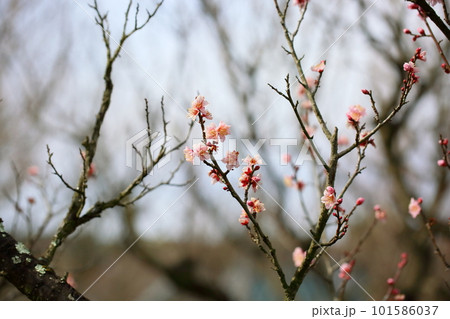 早咲き　梅の花　紅冬至 101586037