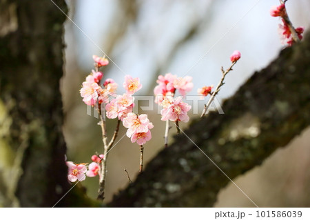 早咲き　梅の花　紅冬至 101586039