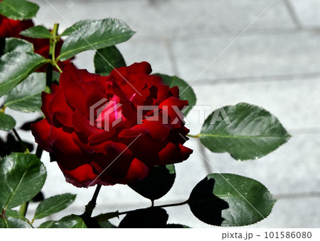 「ベルサイユの薔薇」 豪華絢爛 ビロードのような朱赤の花びらを持つ 「ベルサイユの薔薇」 豪華絢爛 ビロードのような朱赤の花びらを持つ 101586080