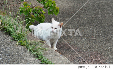 見つめる猫 101586101