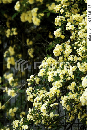 フェンスに絡みつく黄色いモッコウバラの花 101586118