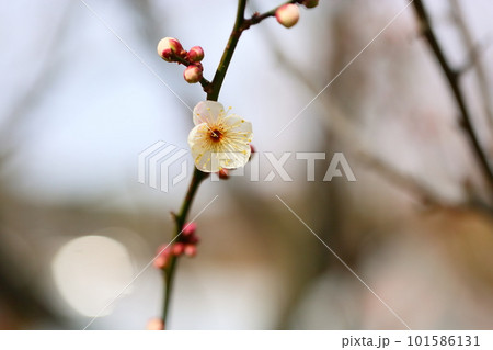 白梅の花 谷の雪 白梅の花 谷の雪 101586131