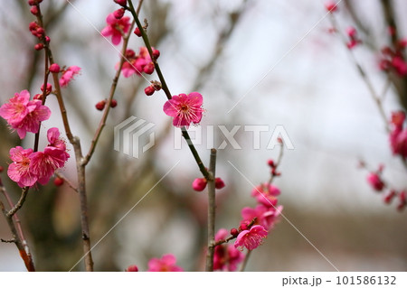 紅梅の花 姫千鳥 紅梅の花 姫千鳥 101586132