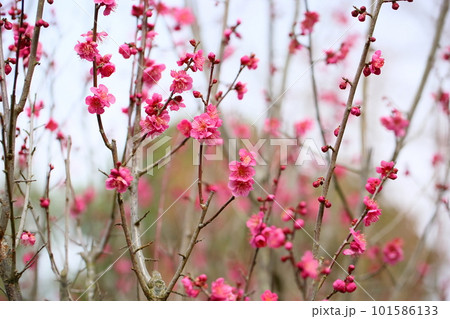 紅梅の花　姫千鳥 101586133