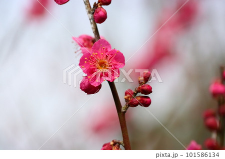 紅梅の花 姫千鳥 紅梅の花 姫千鳥 101586134