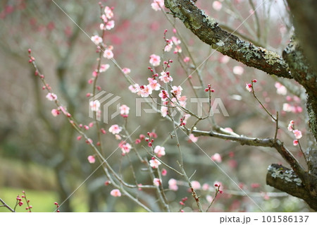 ピンクの梅の花　萩野 101586137