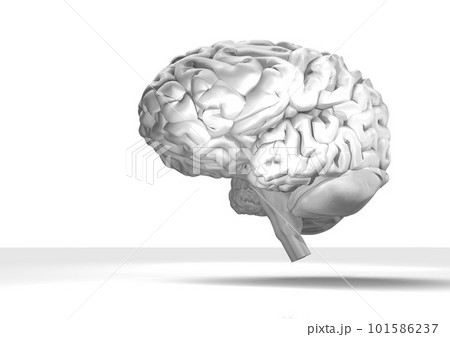 脳 人体 シンプル 白バック(3DCGイメージ) 脳 人体 シンプル 白バック(3DCGイメージ) 101586237