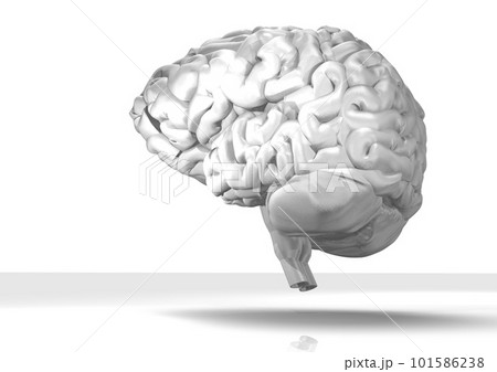 脳　人体　シンプル　白バック(3DCGイメージ) 101586238