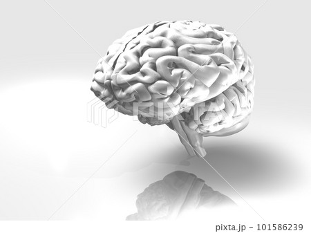 脳　人体　シンプル　白バック(3DCGイメージ) 101586239