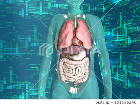 人体　医学　科学　最先端医療　内臓　解剖図(3DCGイメージ) 101586240
