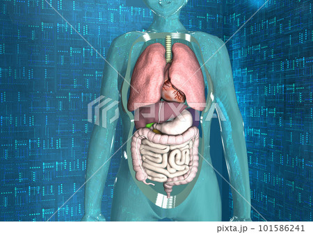 人体 医学 科学 最先端医療 内臓 解剖図(3DCGイメージ) 人体 医学 科学 最先端医療 内臓 解剖図(3DCGイメージ) 101586241