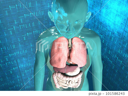 人体 医学 科学 最先端医療 内臓 解剖図(3DCGイメージ) 人体 医学 科学 最先端医療 内臓 解剖図(3DCGイメージ) 101586243