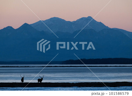 野付の夕暮れ　斜里岳と凍結した野付湾と雄鹿 101586579