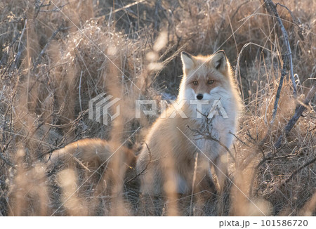 野付半島のキタキツネ 101586720