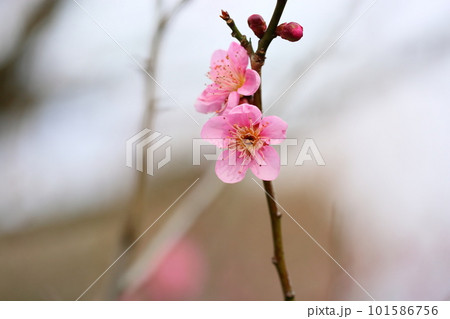 ピンクの梅の花　雛曇り 101586756