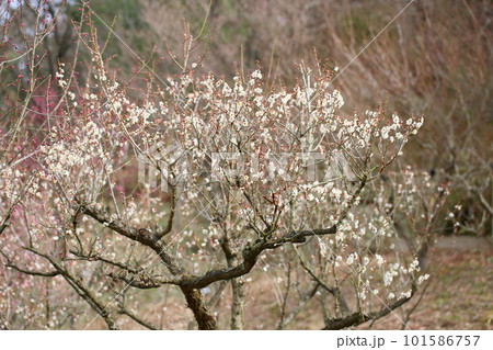 白梅の花　冬至 101586757