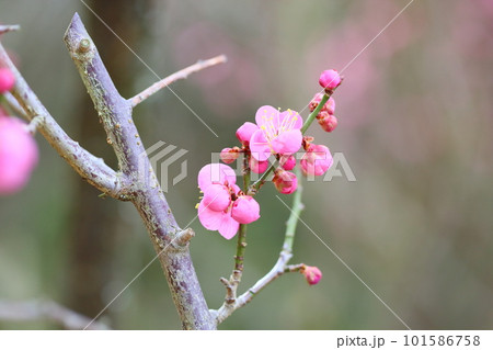 ピンクの梅の花　道知辺 101586758