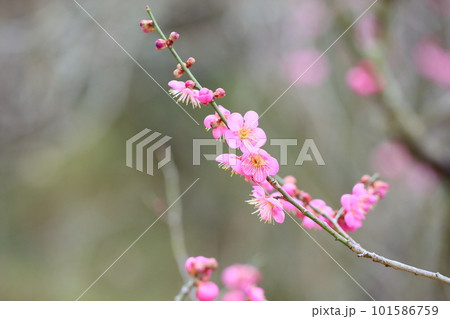 ピンクの梅の花　道知辺 101586759