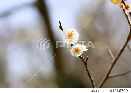 白梅の花　野梅 101586760