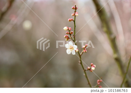 梅の花　道知辺　白梅バージョン 101586763