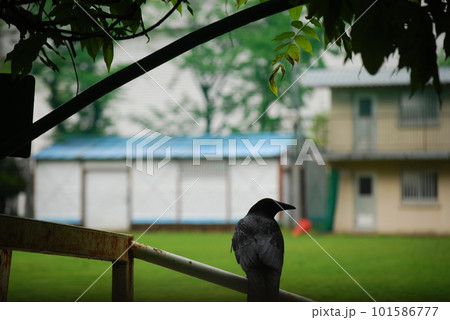 公園のフェンスにとまるカラス 公園のフェンスにとまるカラス 101586777