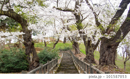 桜に囲まれ本丸跡へ登る　大森城址公園　秋田県横手市 101587053