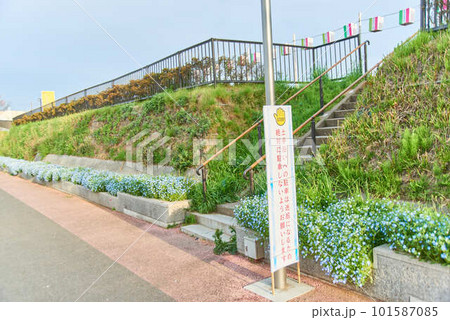 4月茨城県下妻市砂沼湖畔公園 101587085