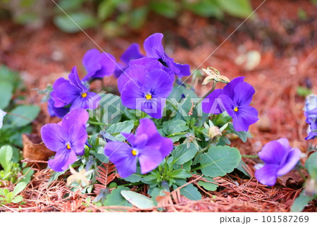 ビオラの花 101587269