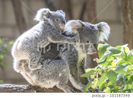 赤ちゃんコアラをおんぶする母親コアラ 101587349