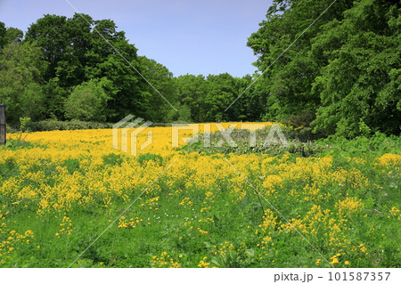 丘に広がる菜の花風景 101587357