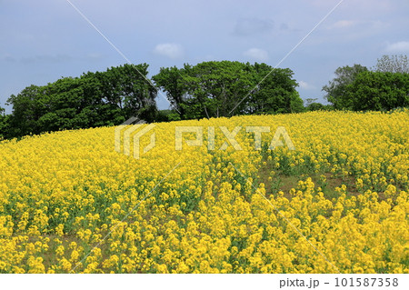丘に広がる菜の花風景 丘に広がる菜の花風景 101587358