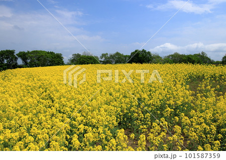 丘に広がる菜の花風景 丘に広がる菜の花風景 101587359