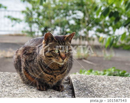 見つめる猫 見つめる猫 101587543