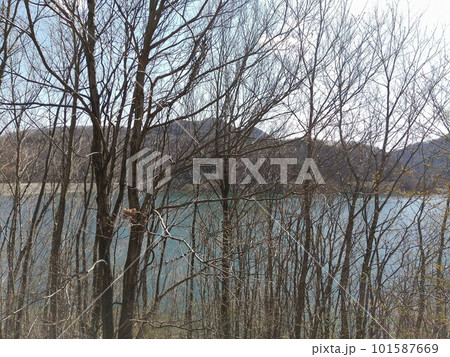 摺上川ダムの樹木 摺上川ダムの樹木 101587669