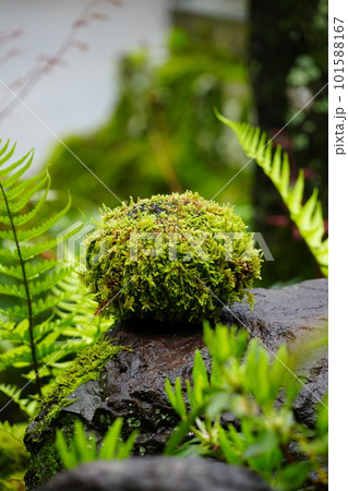 ハイゴケで作るまん丸の苔玉 101588167