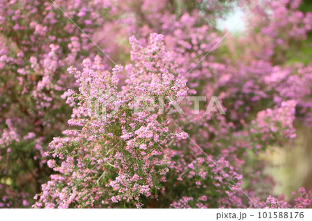 ジャノメエリカの花 ジャノメエリカの花 101588176