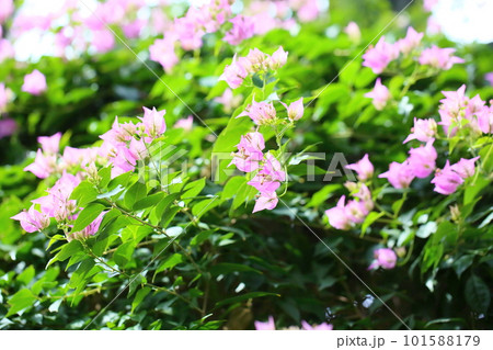 ブーゲンビレアの花 101588179