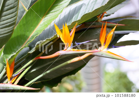 ゴクラクチョウカの花 ゴクラクチョウカの花 101588180