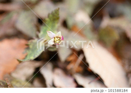 ユキワリイチゲの蕾 101588184