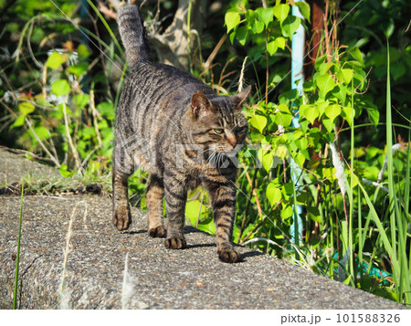 散歩するキジトラ猫 101588326
