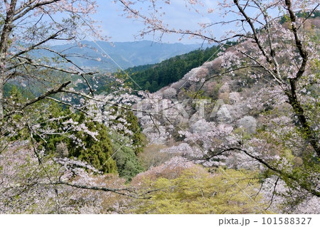 【奈良】吉野千本桜の風景（春） 101588327