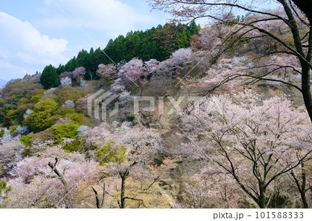 【奈良】吉野千本桜の風景（春） 101588333